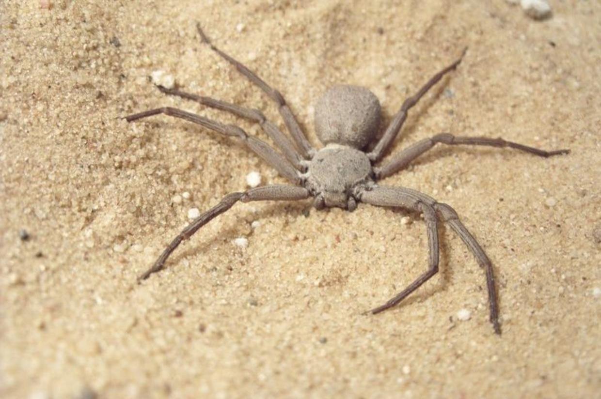 Песчаный шестиглазый паук - 75 фото