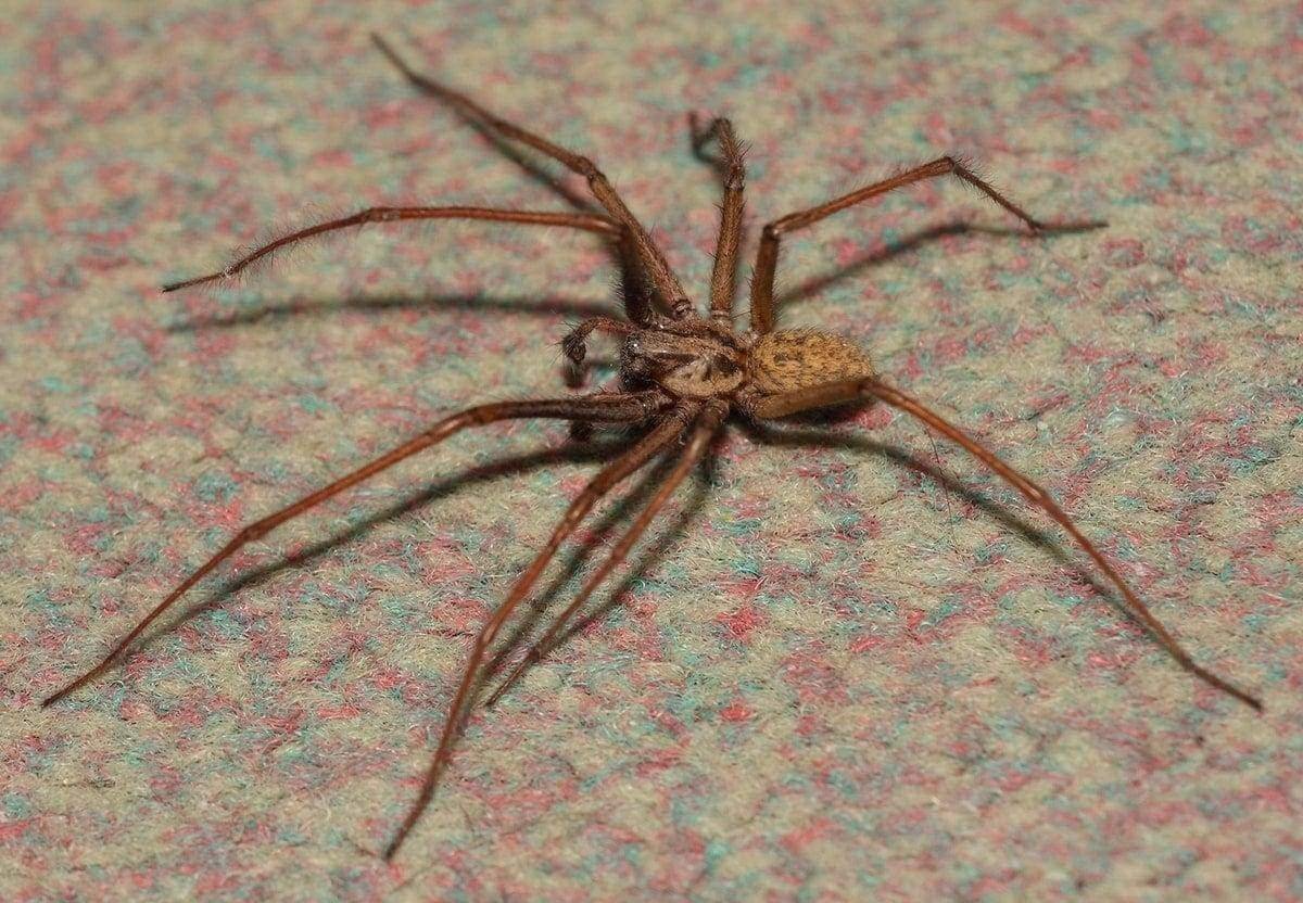 Домовый паук Tegenaria domestica