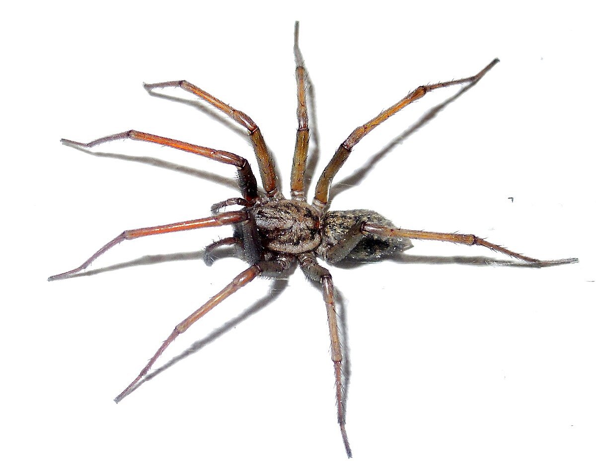 Tegenaria atrica