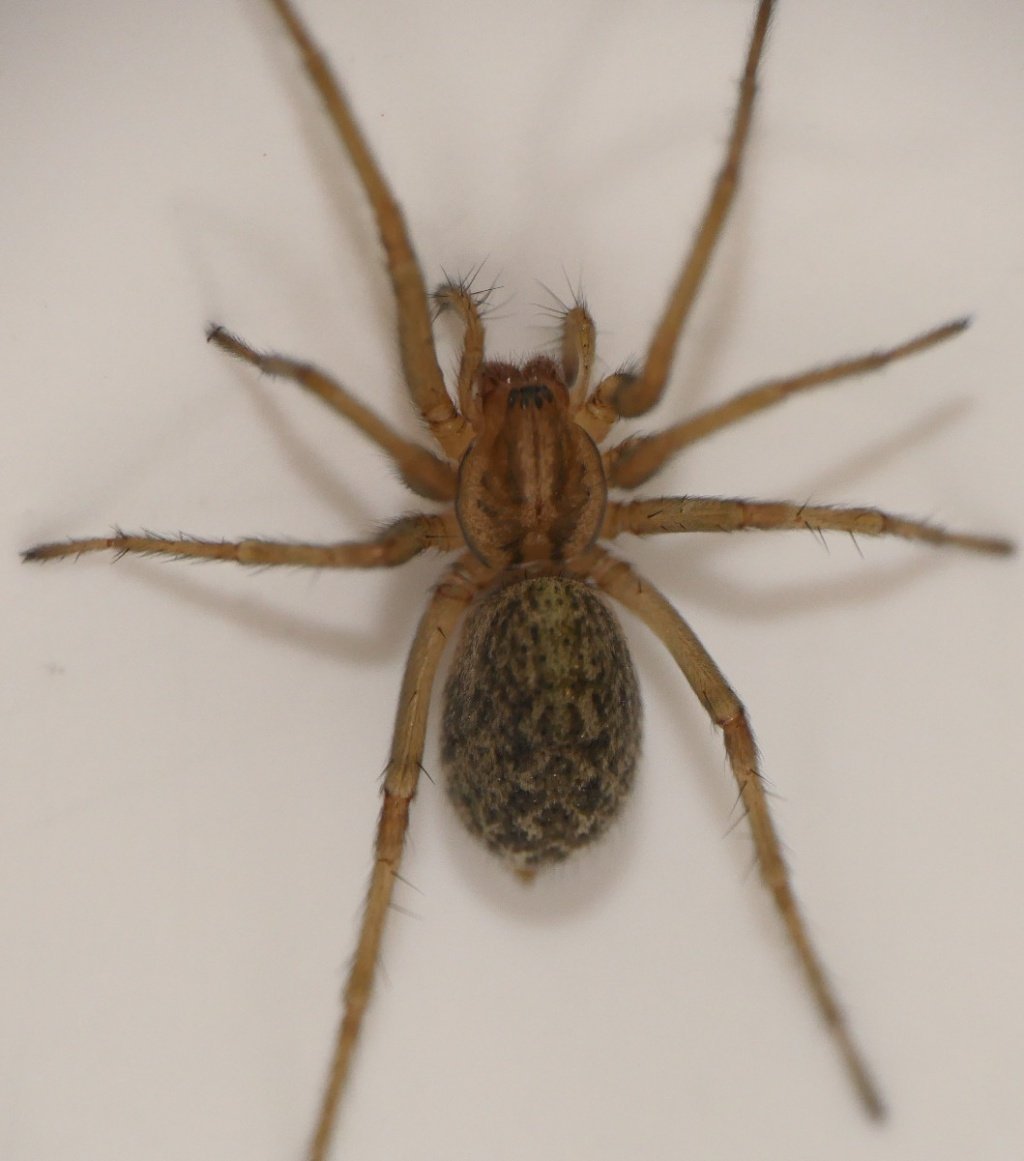 Домовой паук Tegenaria domestica