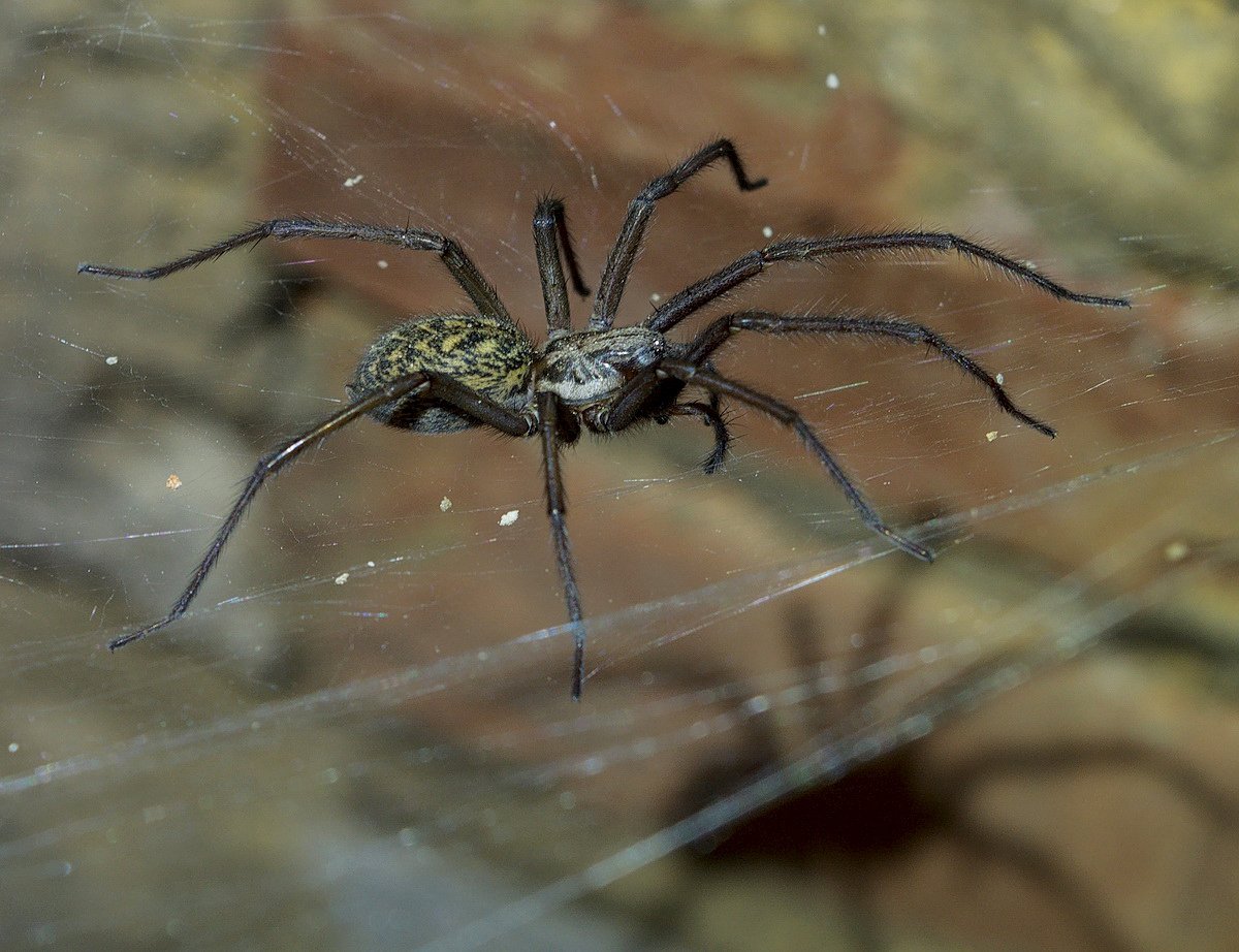 Домовой паук тегенария