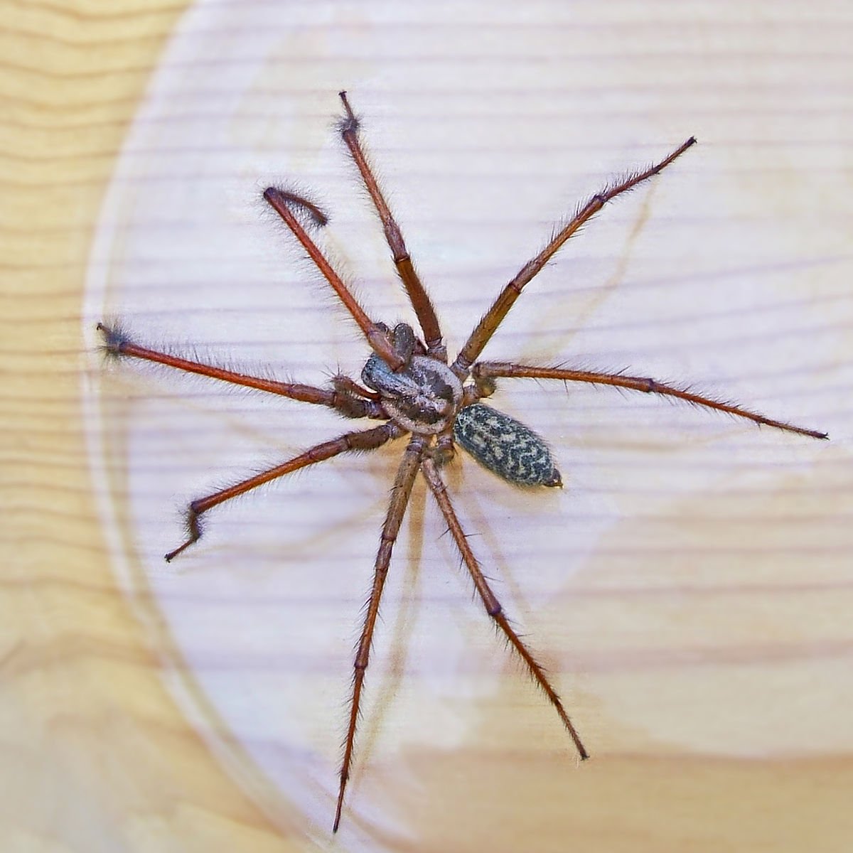 Домовой паук Tegenaria Agrestis