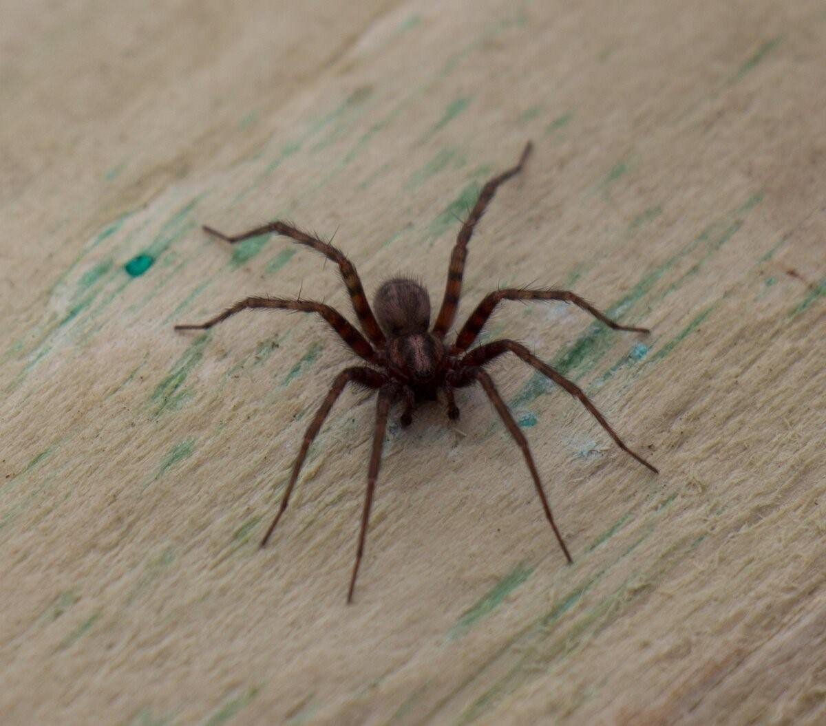 Домовый паук Tegenaria