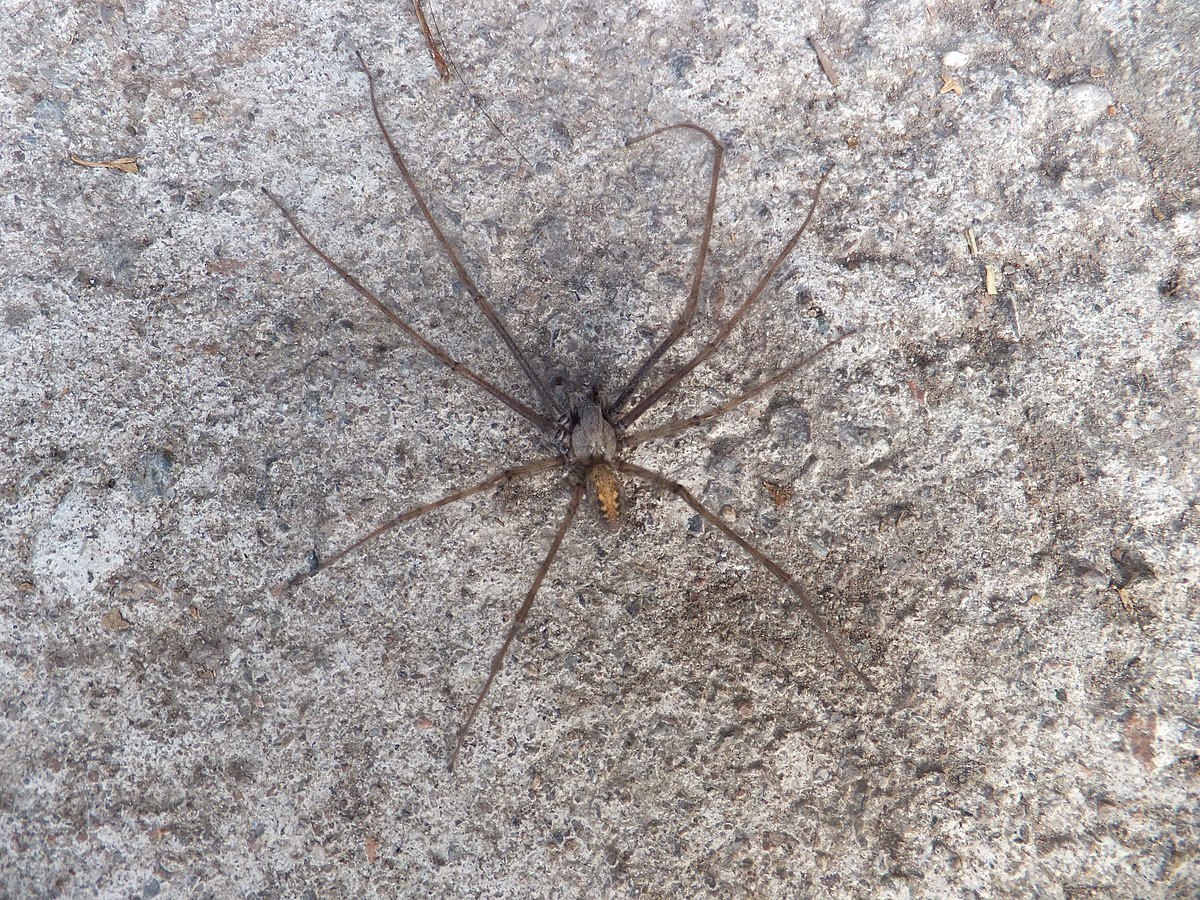 Луговой паук тегенария