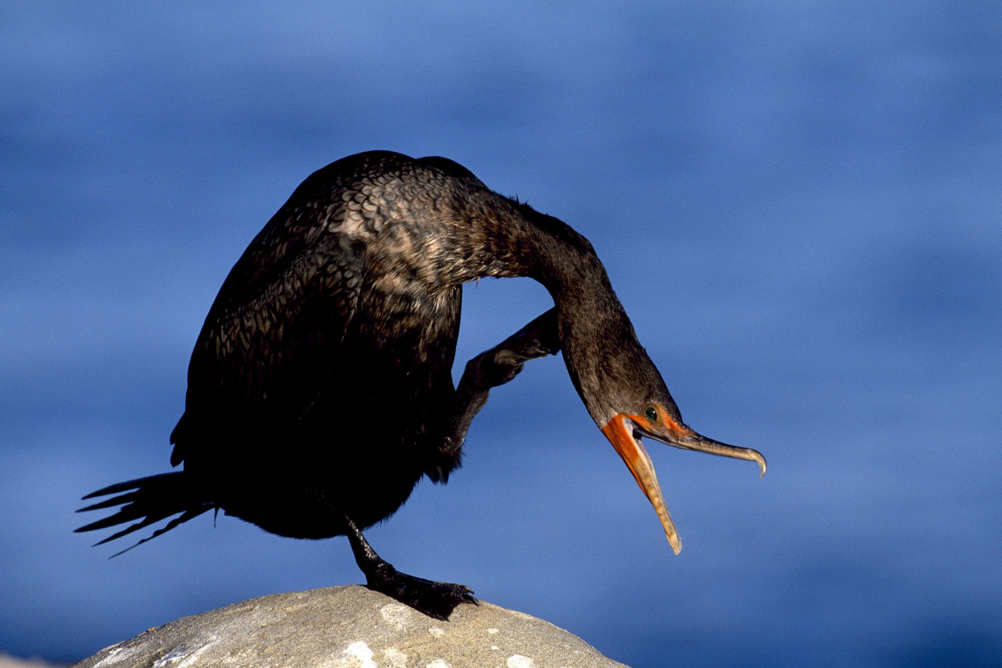 Черная птица с длинным клювом