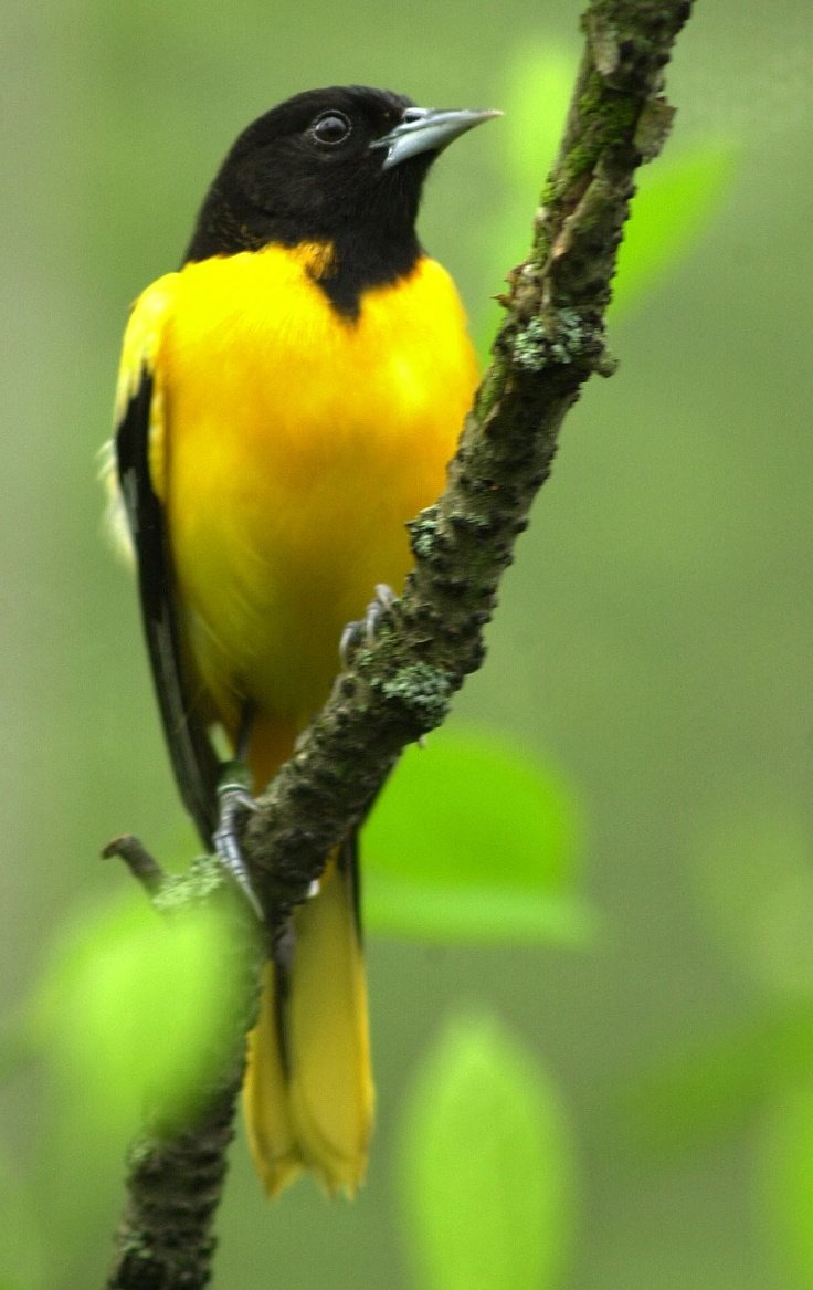 Желтая птица