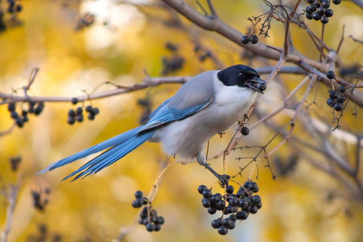 Сойка и голубая сорока