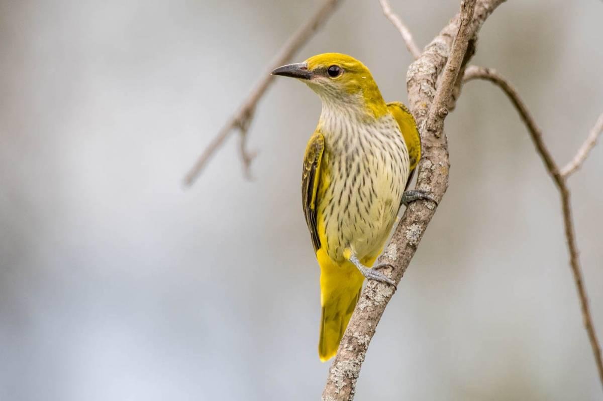 Обыкновенная Иволга