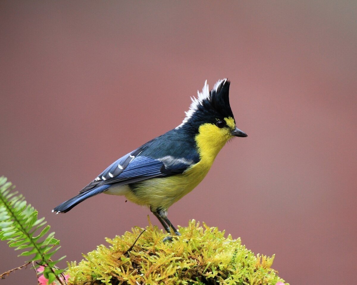 Machlolophus nuchalis