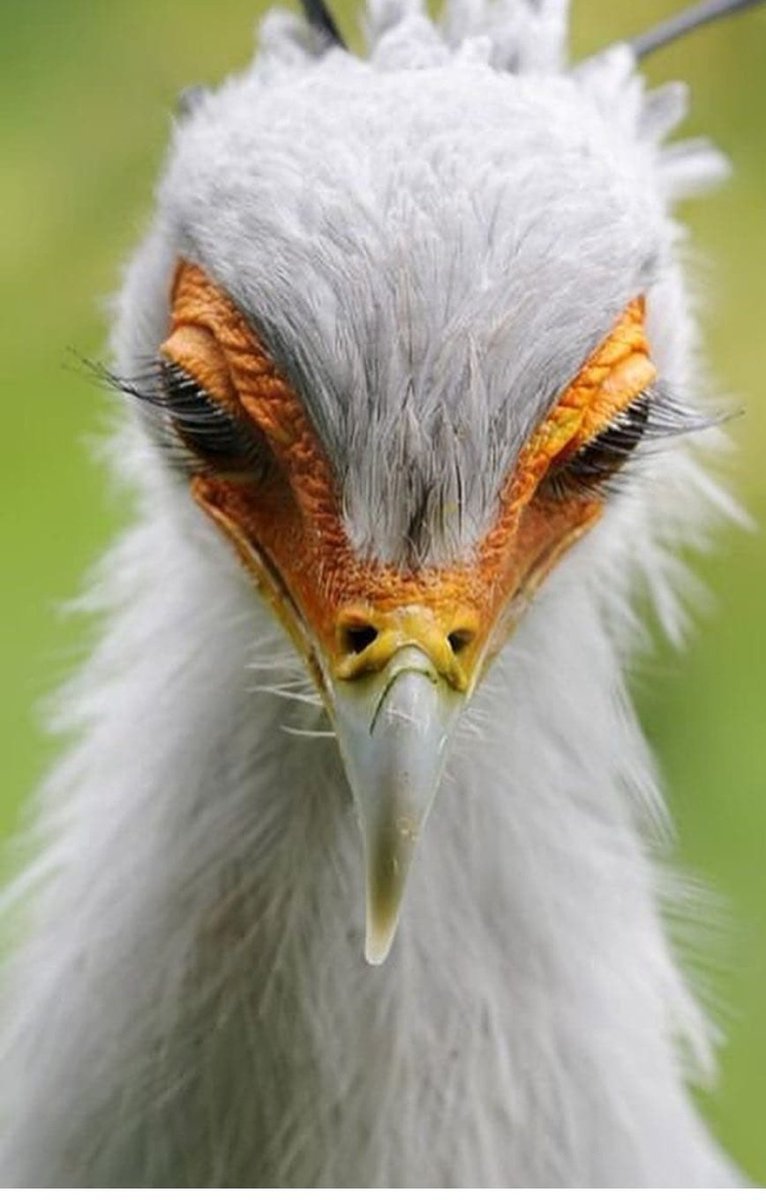 Птица с красивыми ресницами