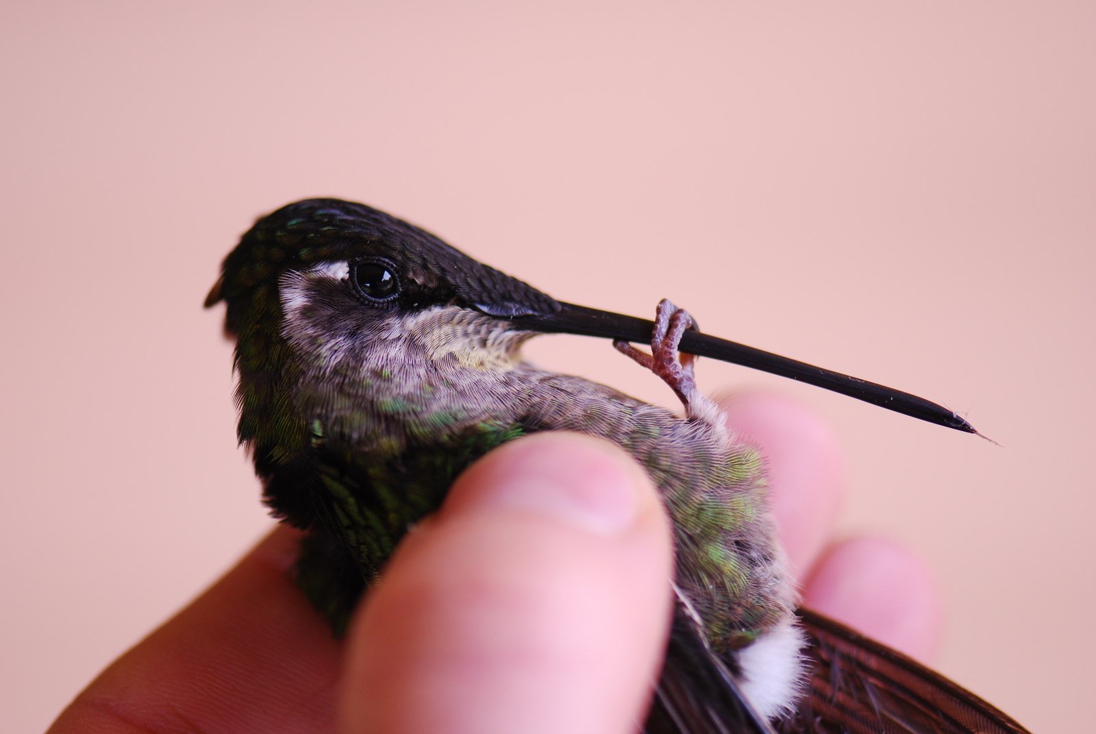 Какая птица имеет большие глаза. Колибри самая маленькая птица. Самая маленькая птичка в мире Колибри. Mellisuga helenae. Клюв Колибри.
