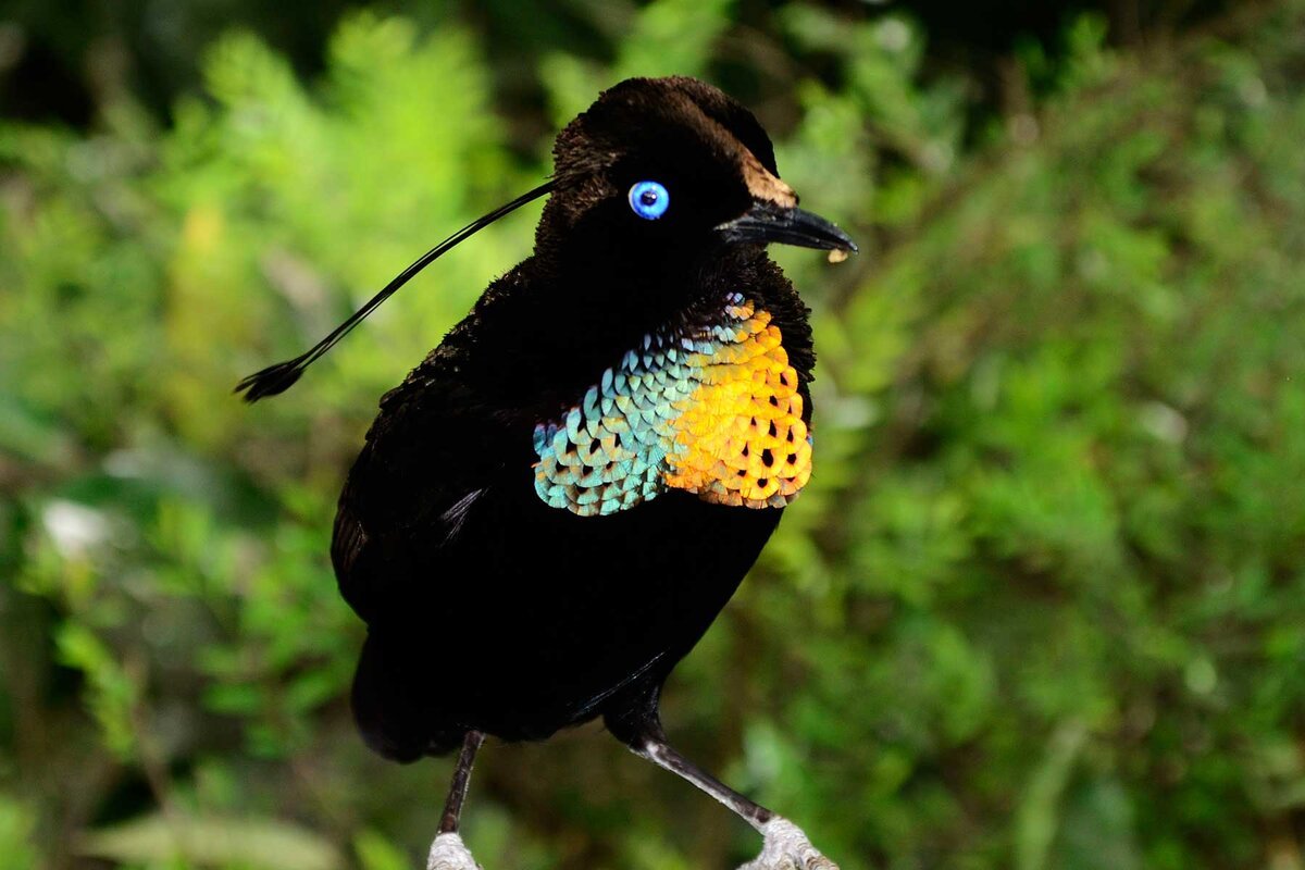 Птица паротия Берлепша