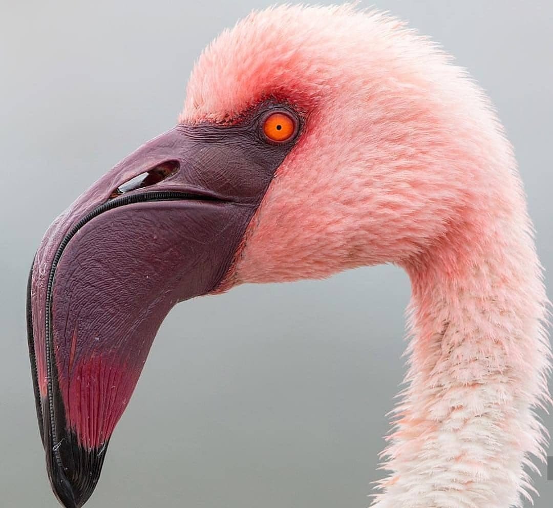 Клюв Фламинго