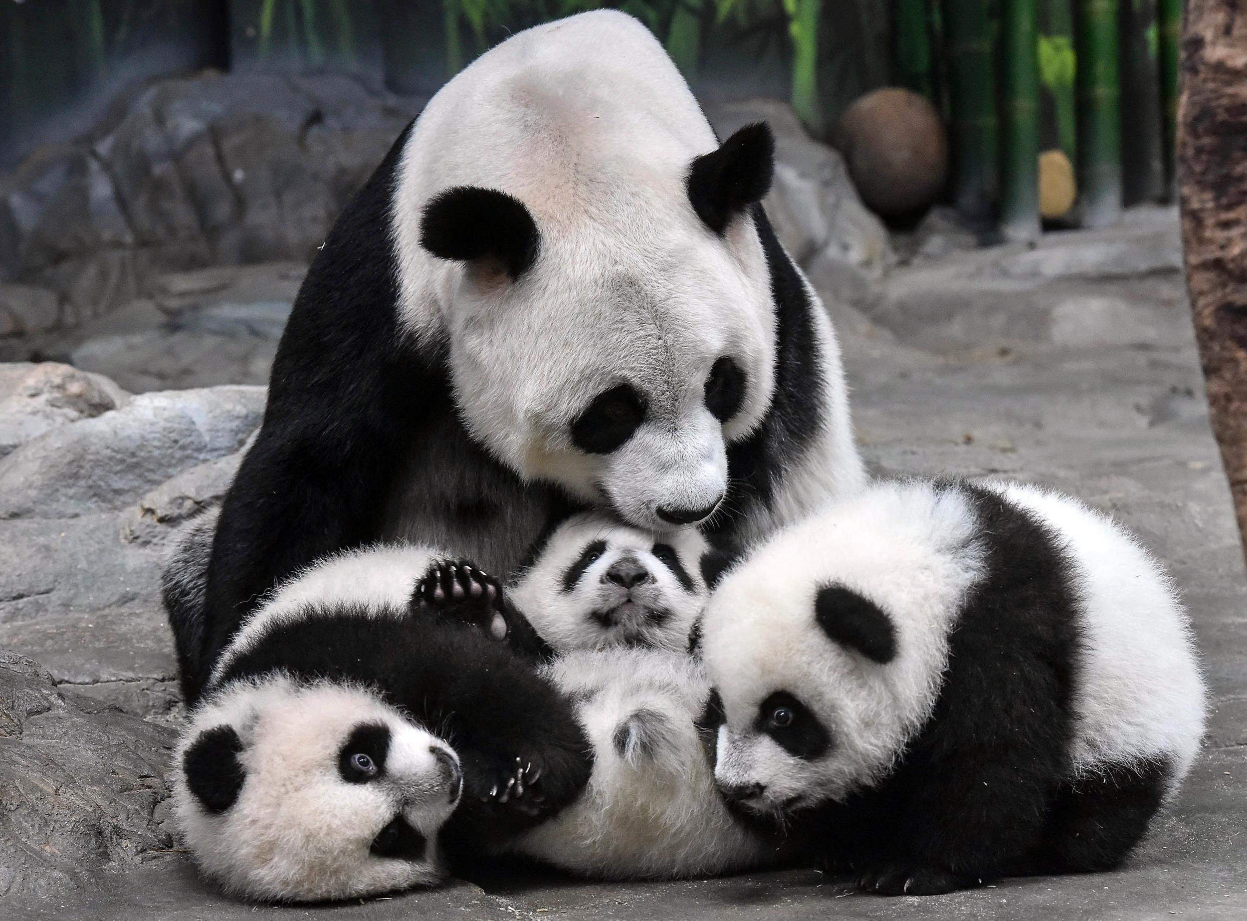 Когда вышла 1 панда. Семейство панд. Семья панд. Большая Панда. Панда с детёнышем.