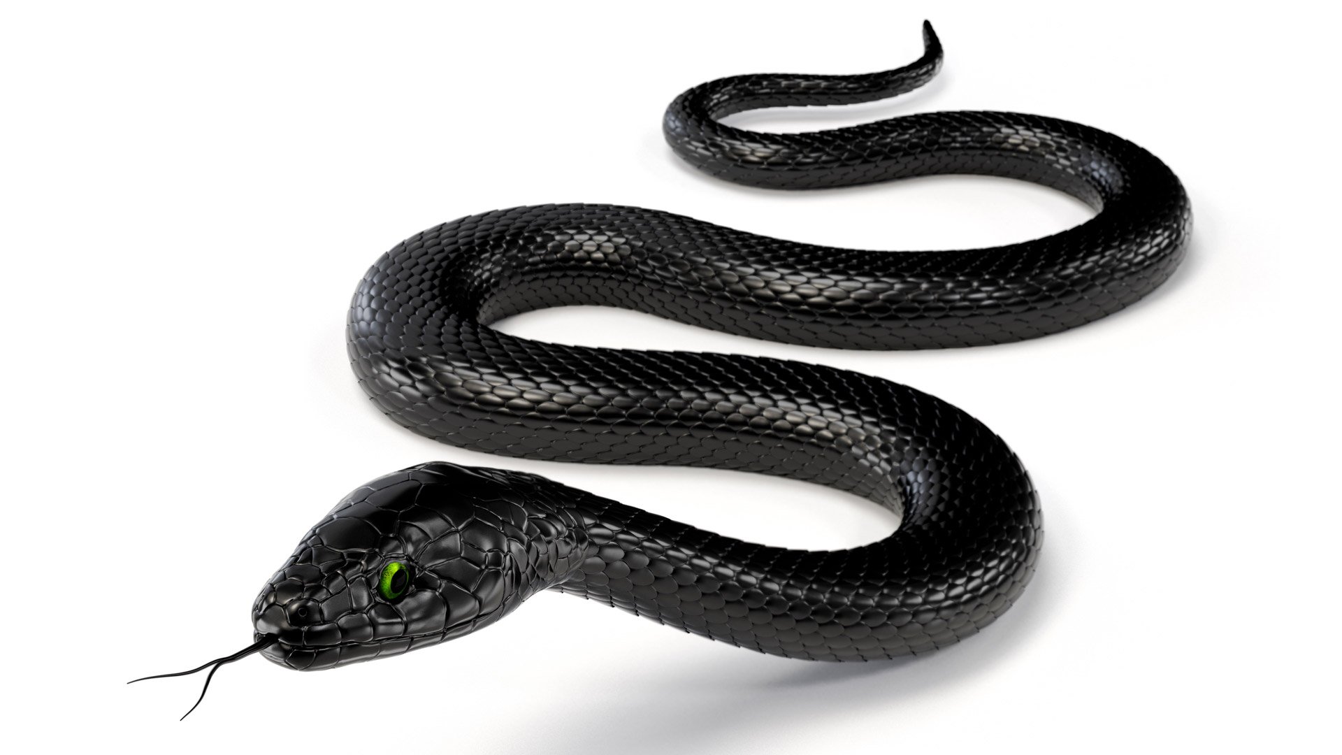Змей 4 букв сканворд