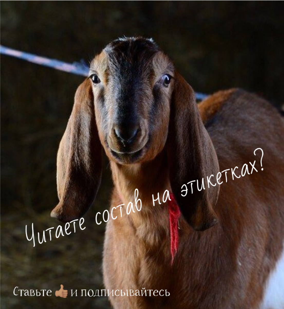 Нубийские козы