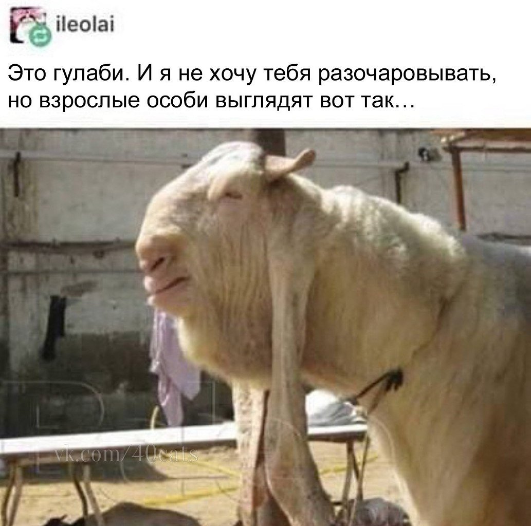 Козел гулаби