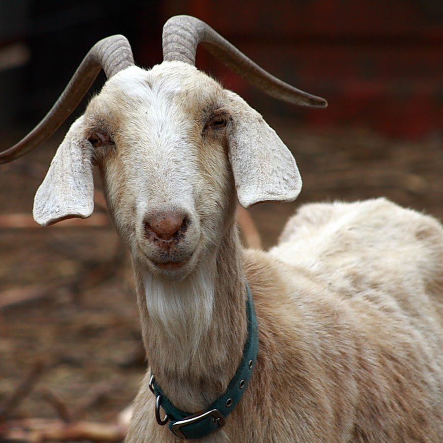 Сумасшедшая коза