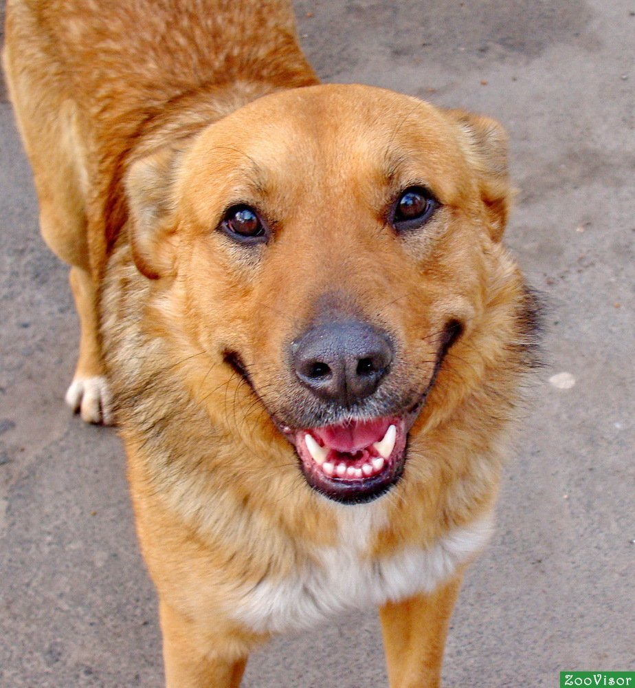 Собака дворняжка рыжая