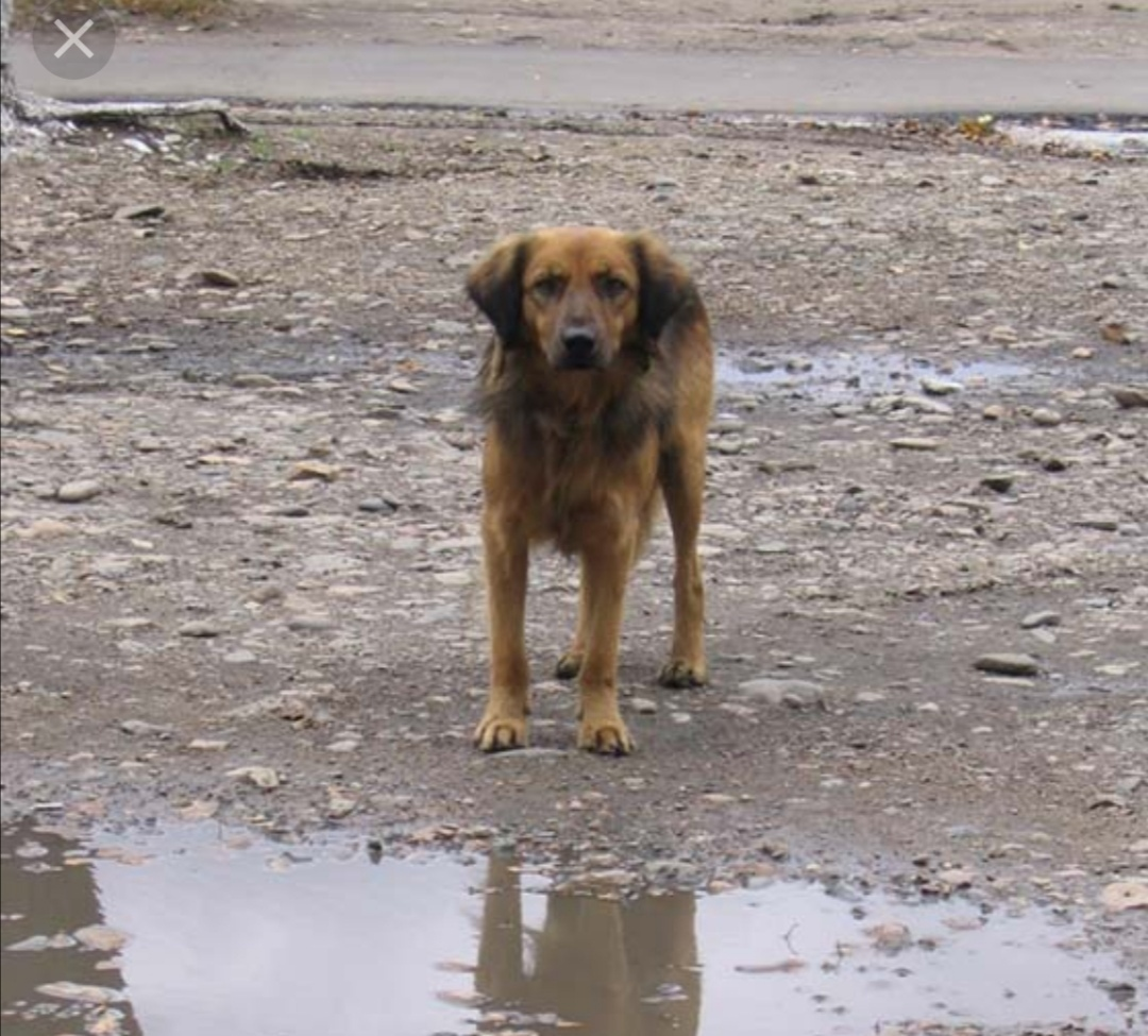 Рыжий Бездомный пес