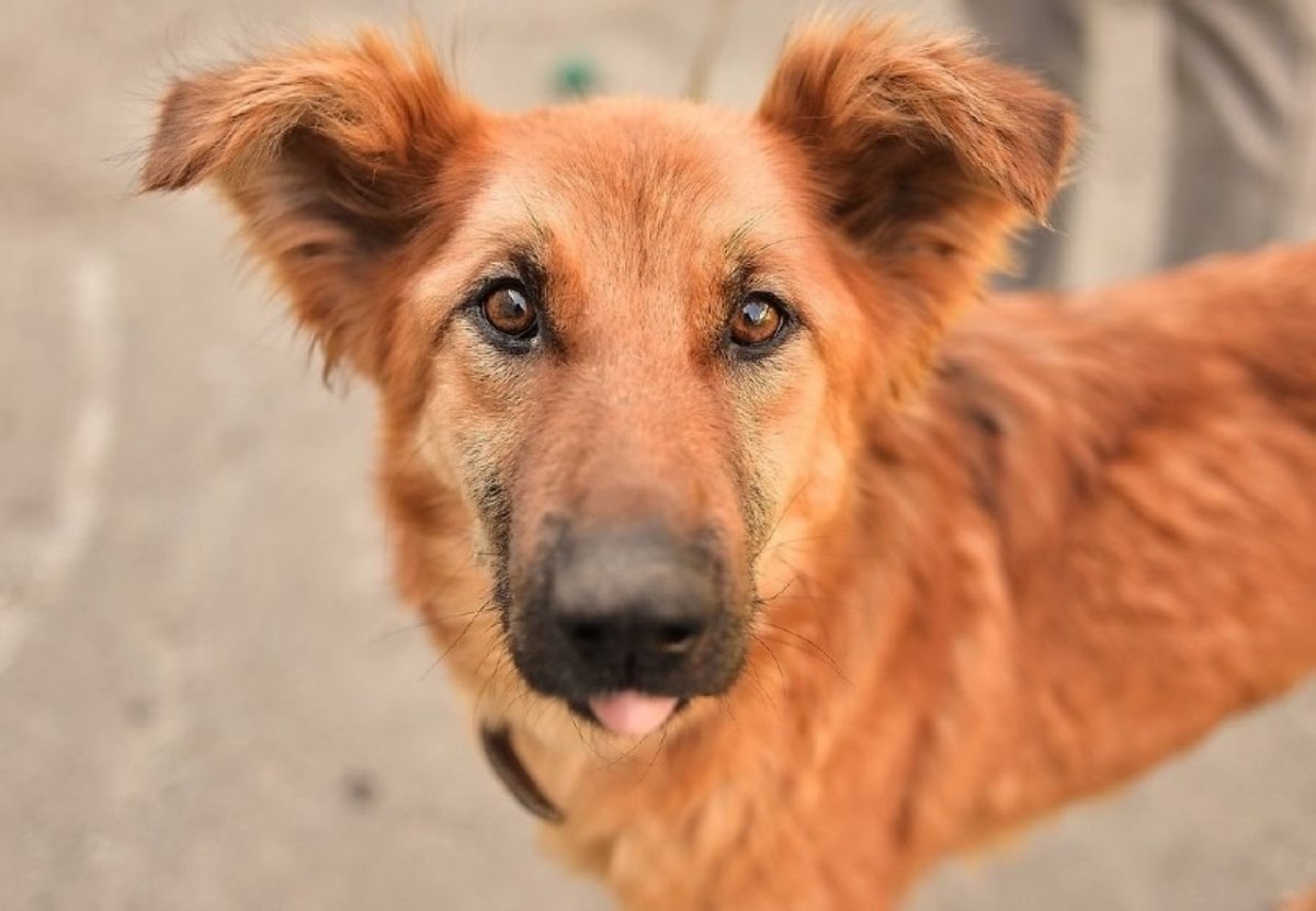 Рыжий Бездомный пес