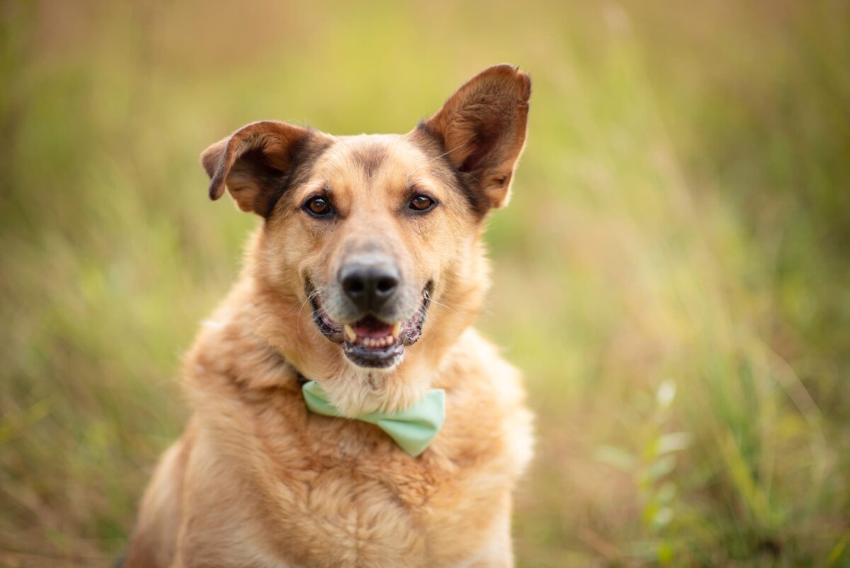 Солнечные собаки