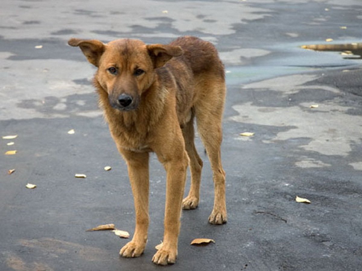 Бездомные собаки