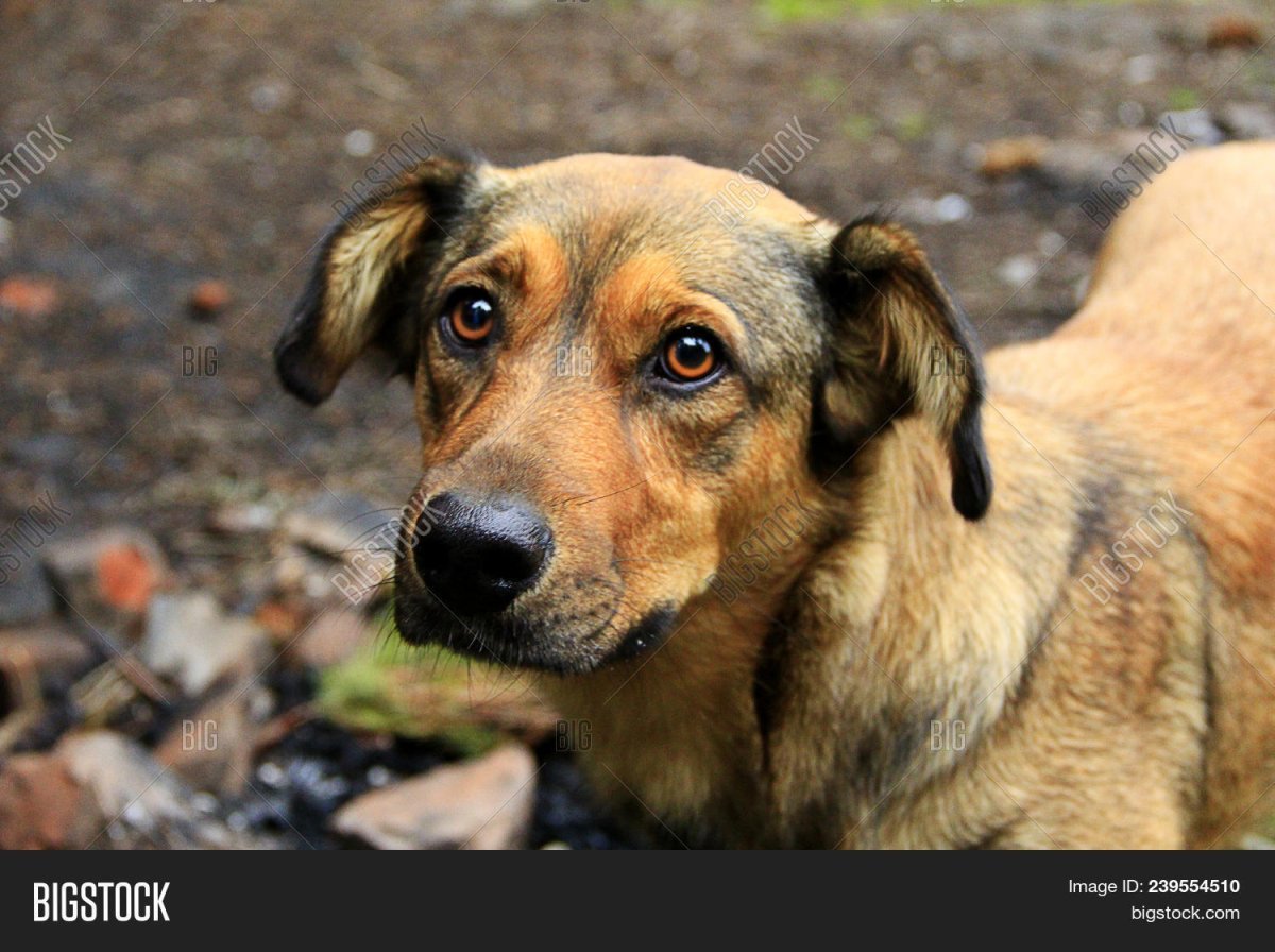 Грустная дворняга