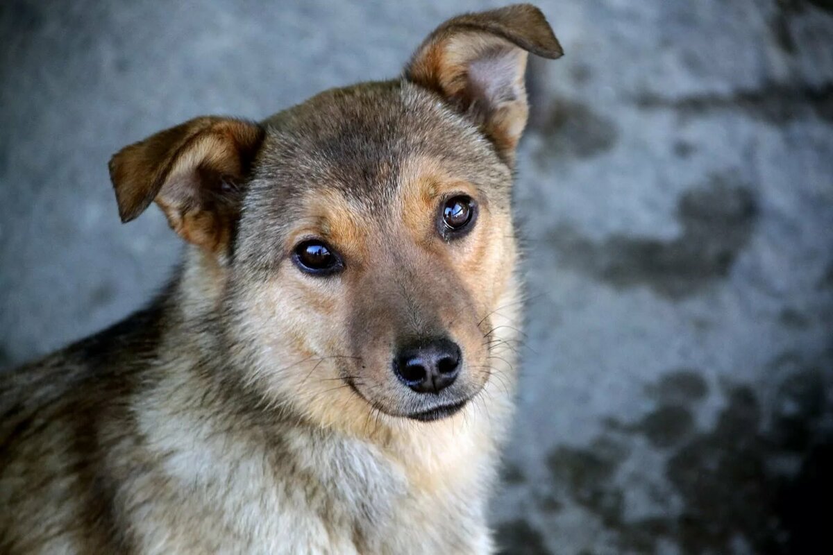 Собака породы дворняга дворняжка