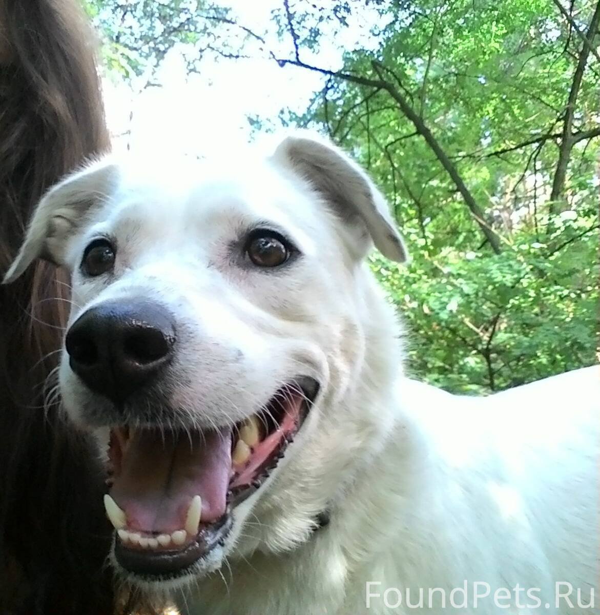 Белая дворняжка бешенстве