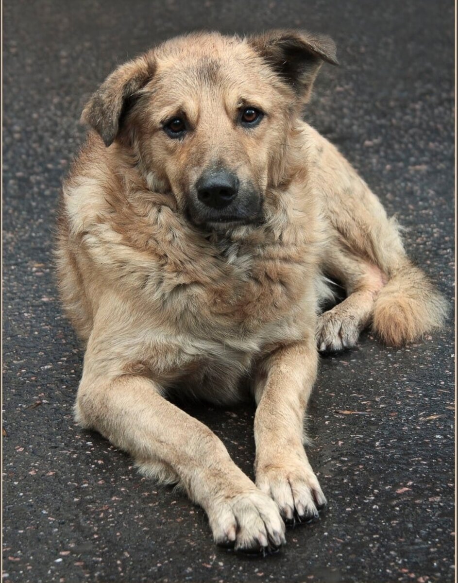 Бездомные собаки