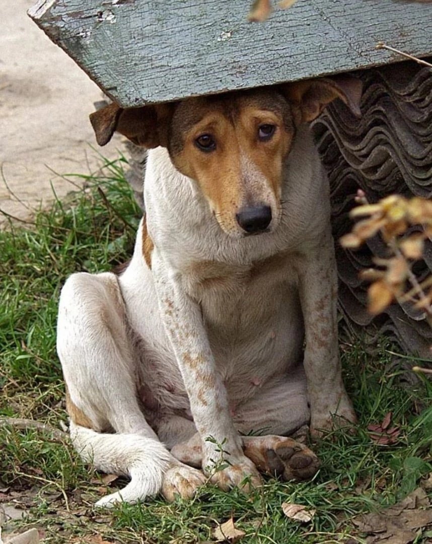 Бездомные животные