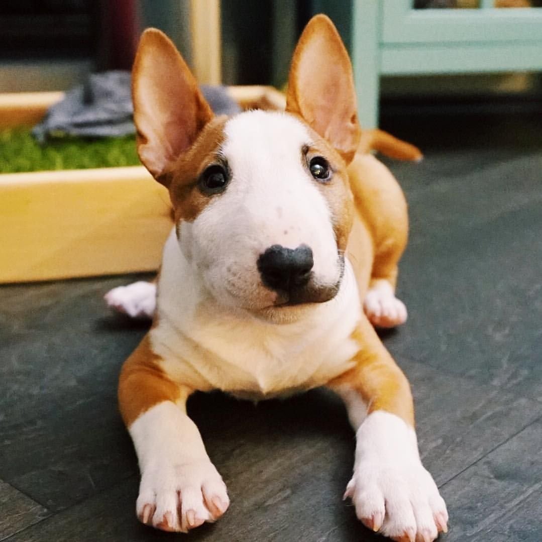 Мини бультерьер