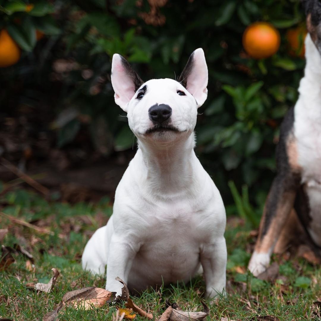 Мини бультерьер и бультерьер