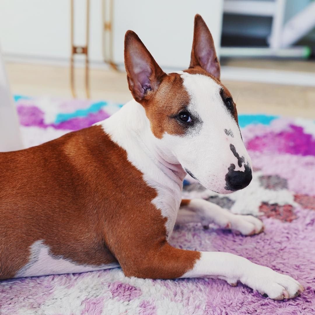 Мини бультерьер рыжий