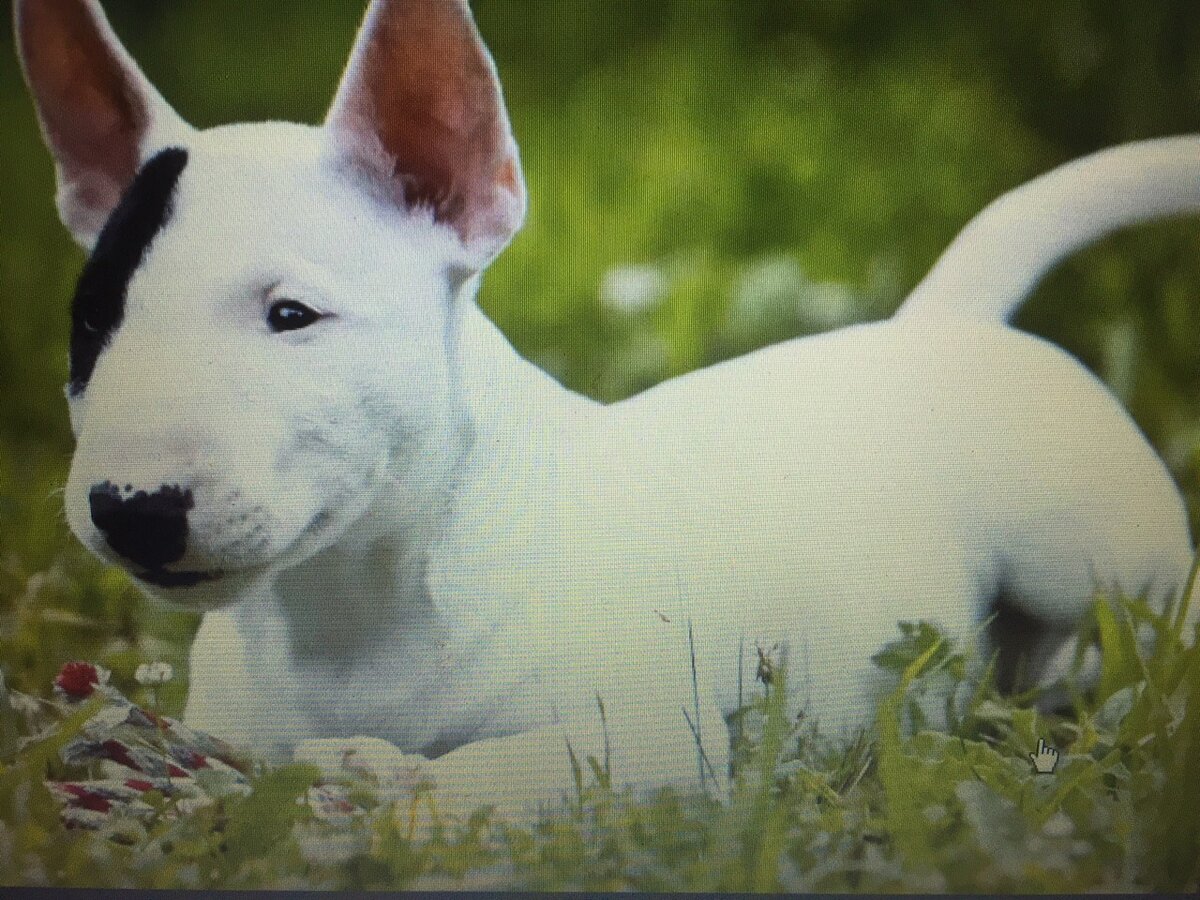 Бойцовский бультерьер