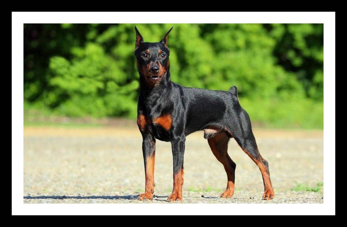 Королевский пинчер