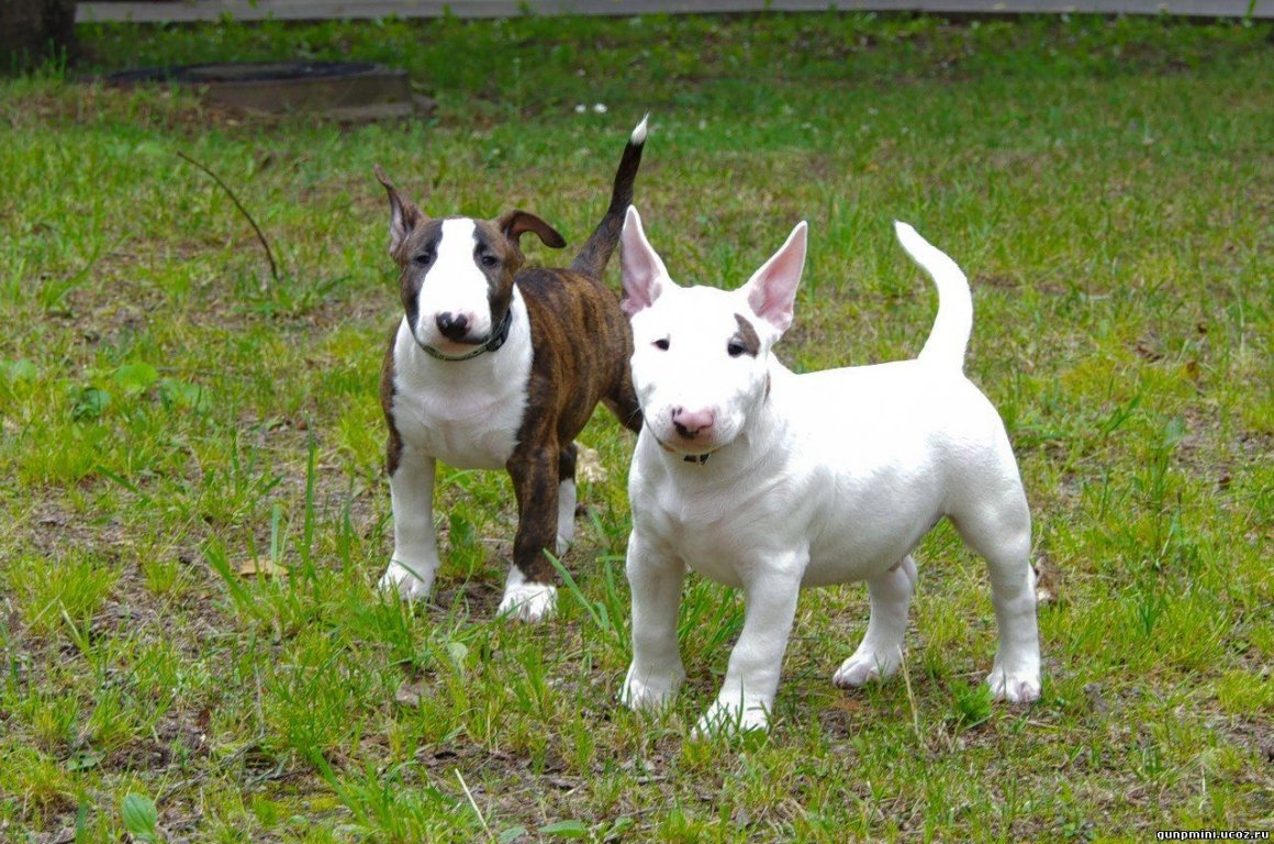 Белый карликовый бультерьер