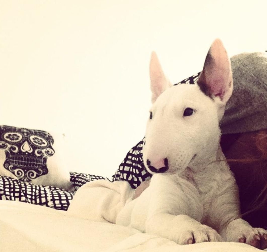 Бультерьер одетый