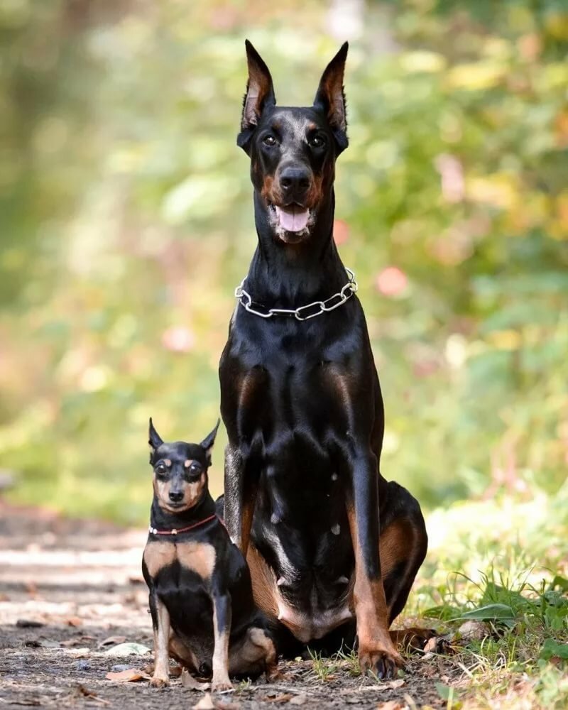 Цвергпинчер и Доберман