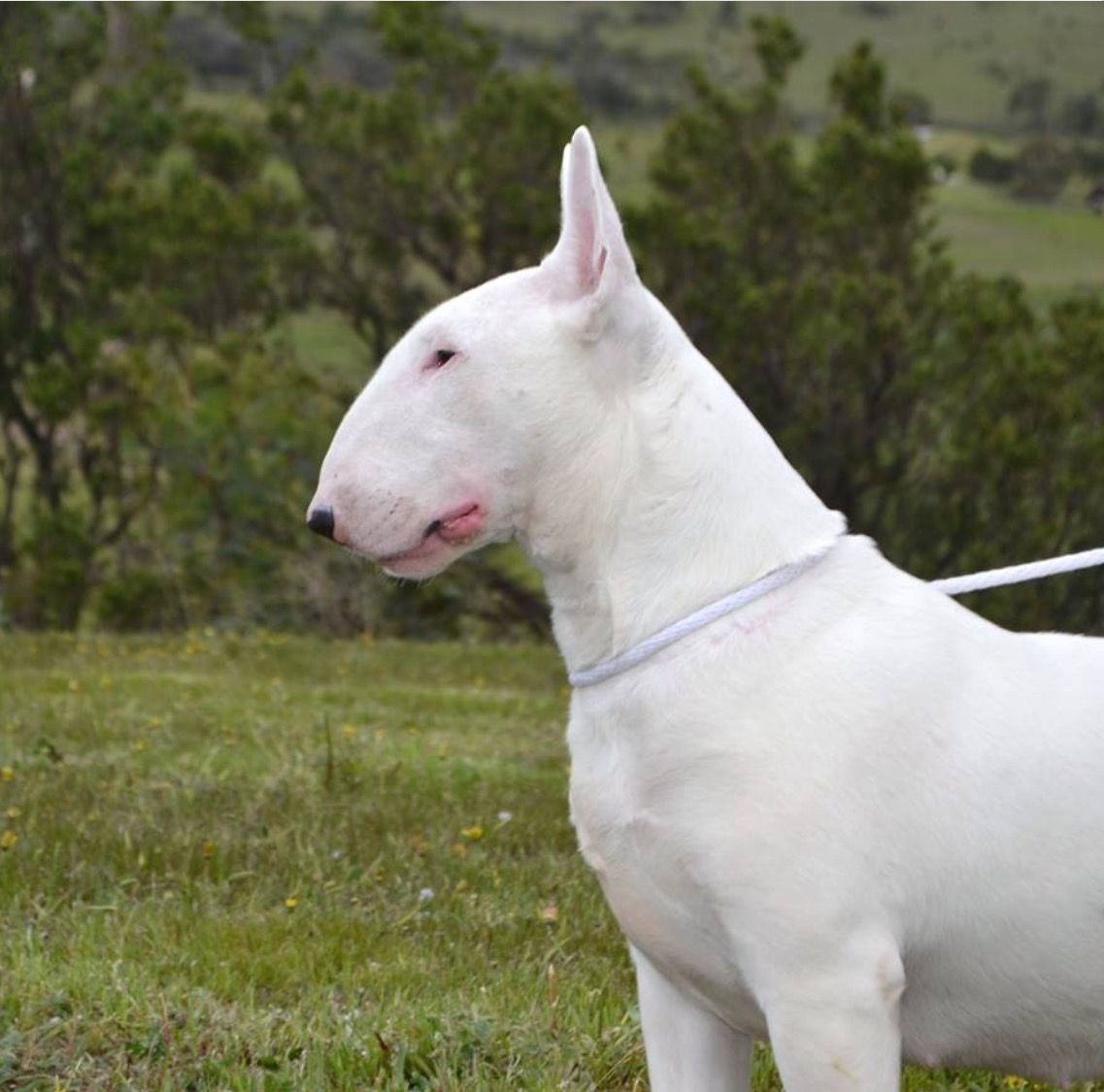 Бультерьер рекс