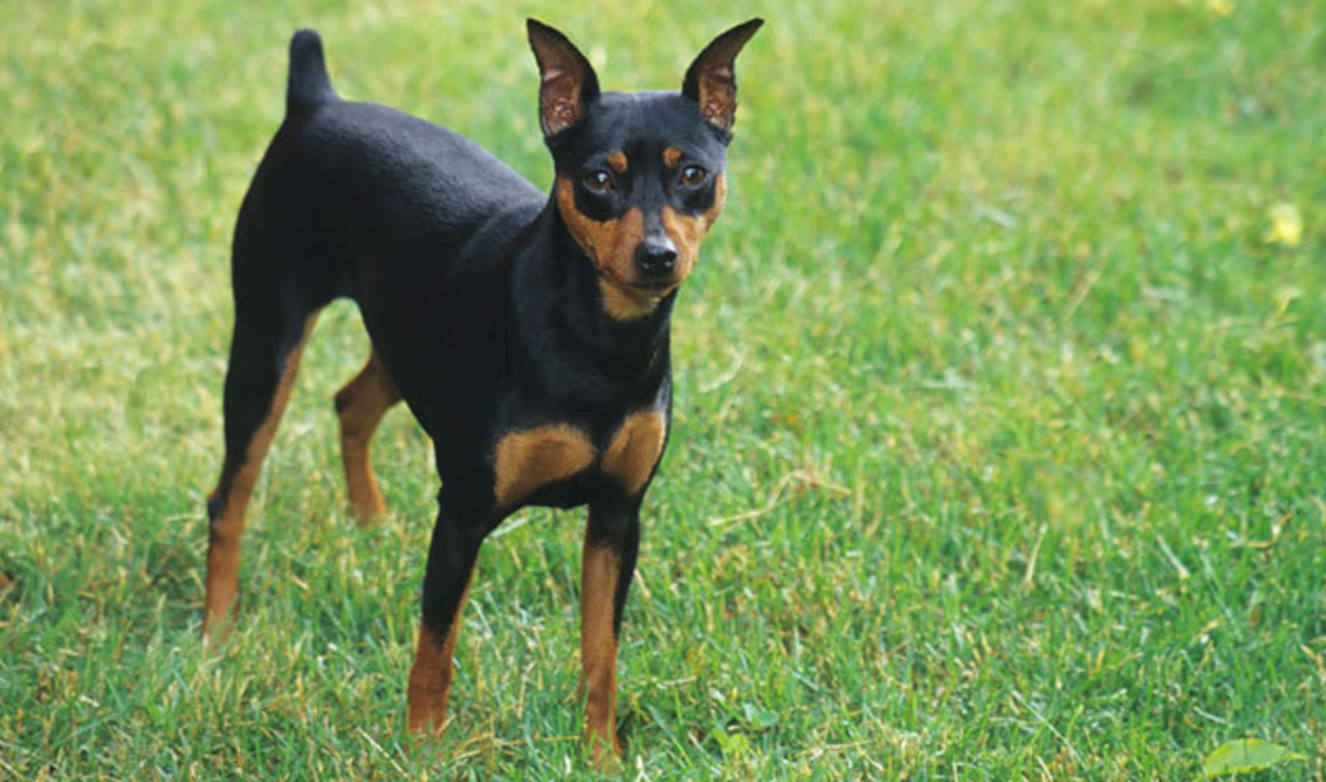 Карликовый пинчер пепельный