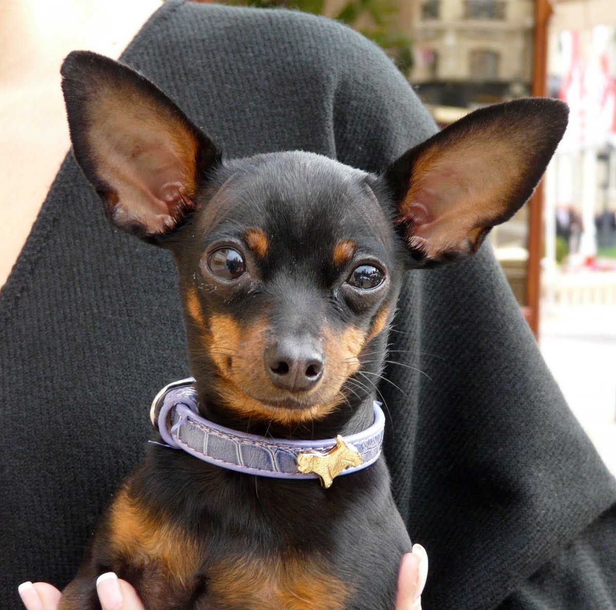 Мини Доберман-пинчер