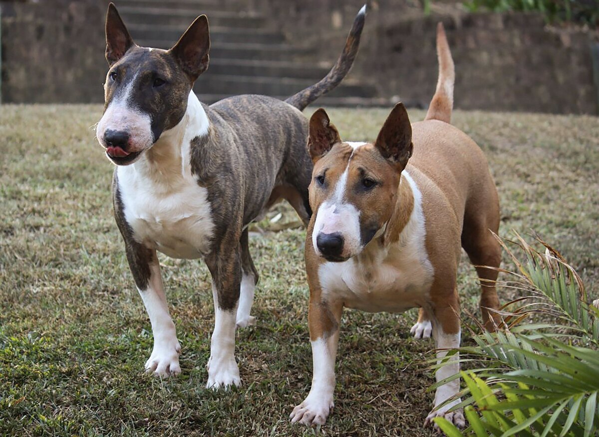 Порода бультерьер