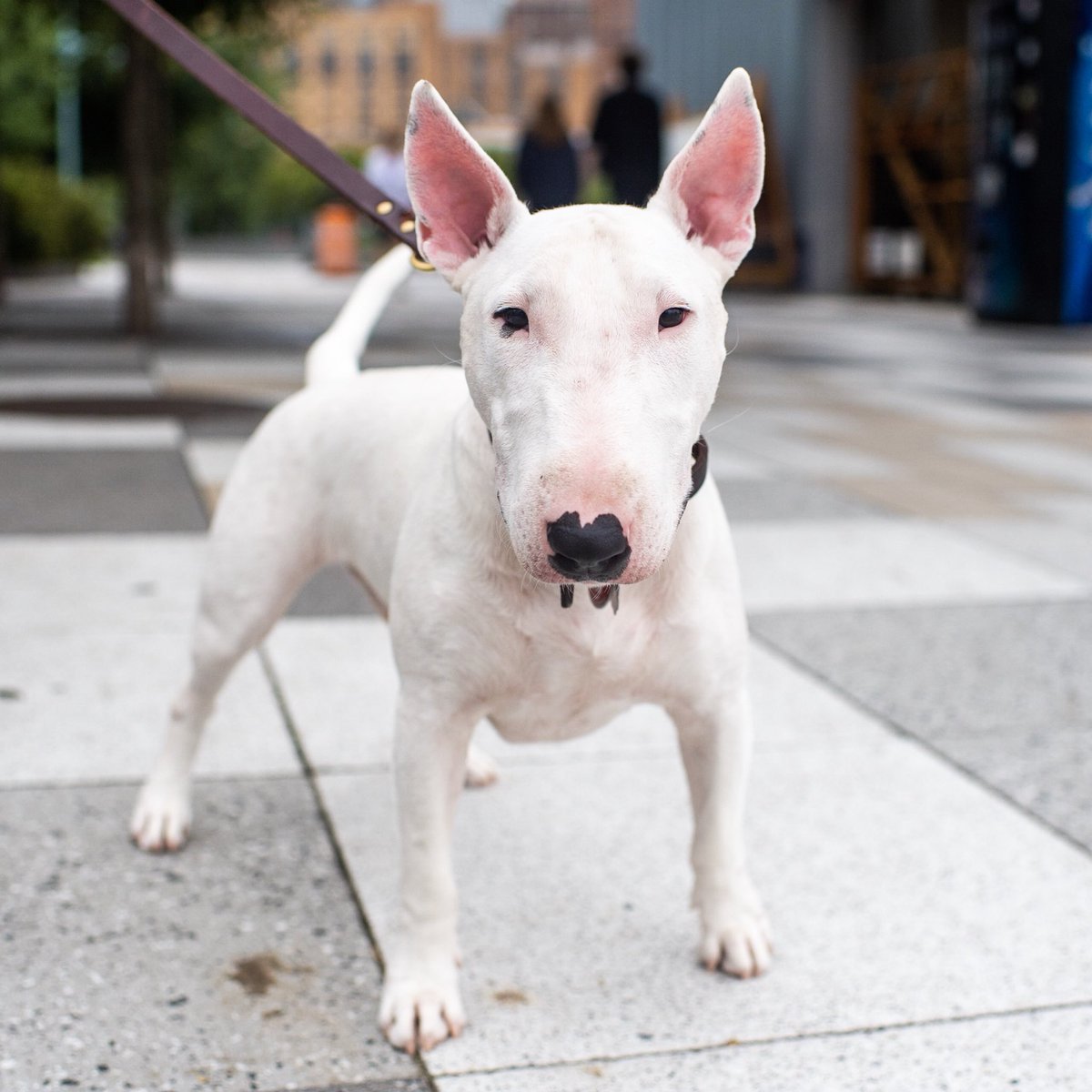 Мини бультерьер вес