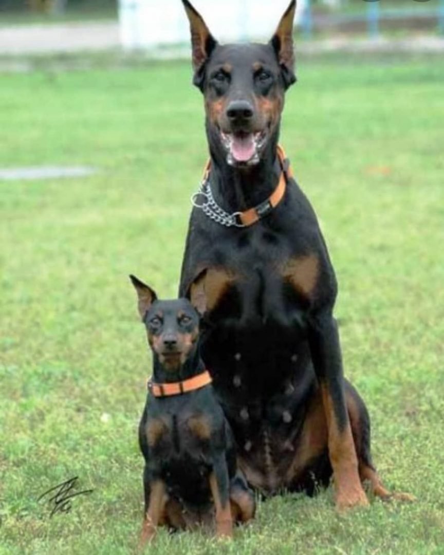 Мини Доберман Цвергпинчер