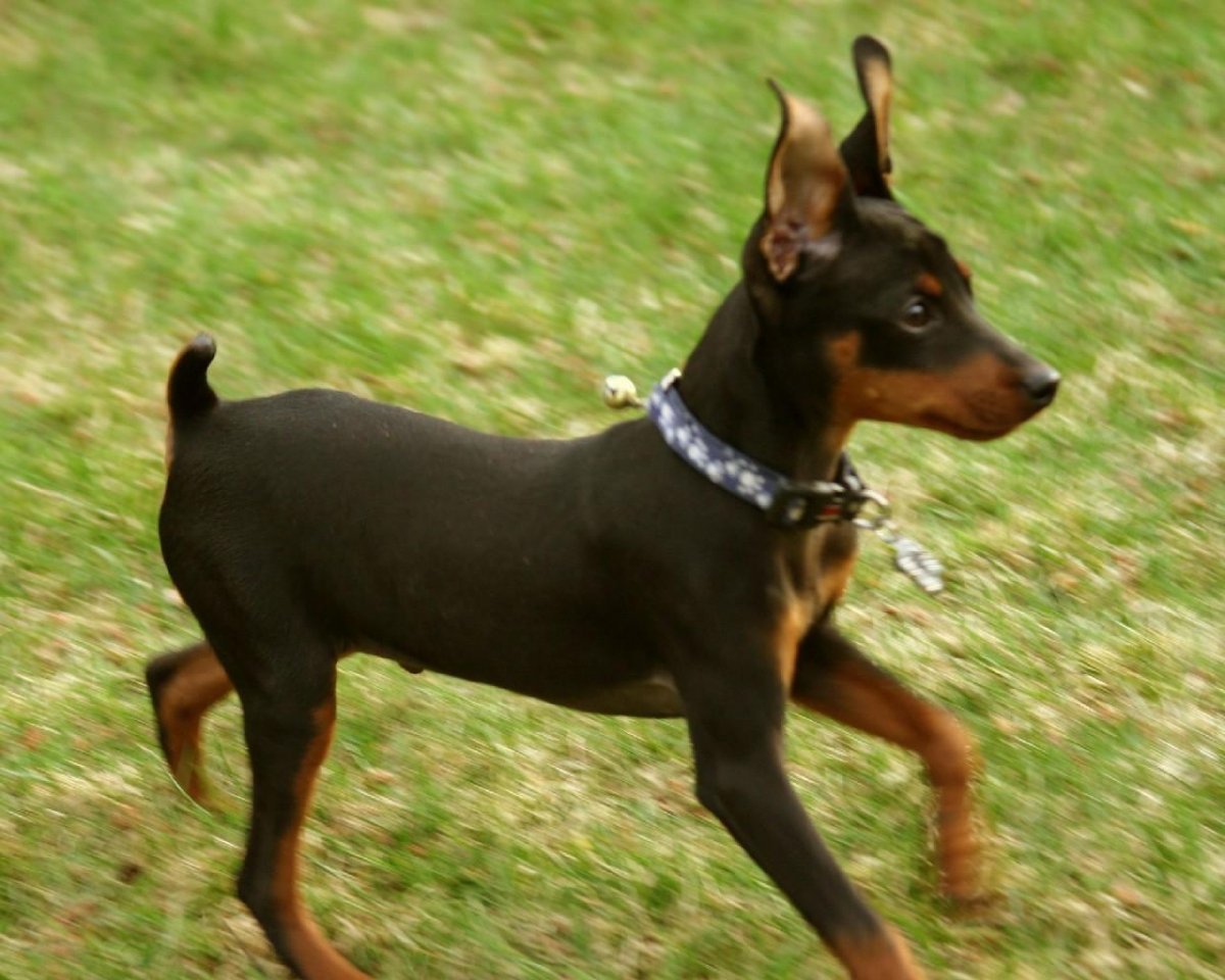 Мини Доберман Цвергпинчер