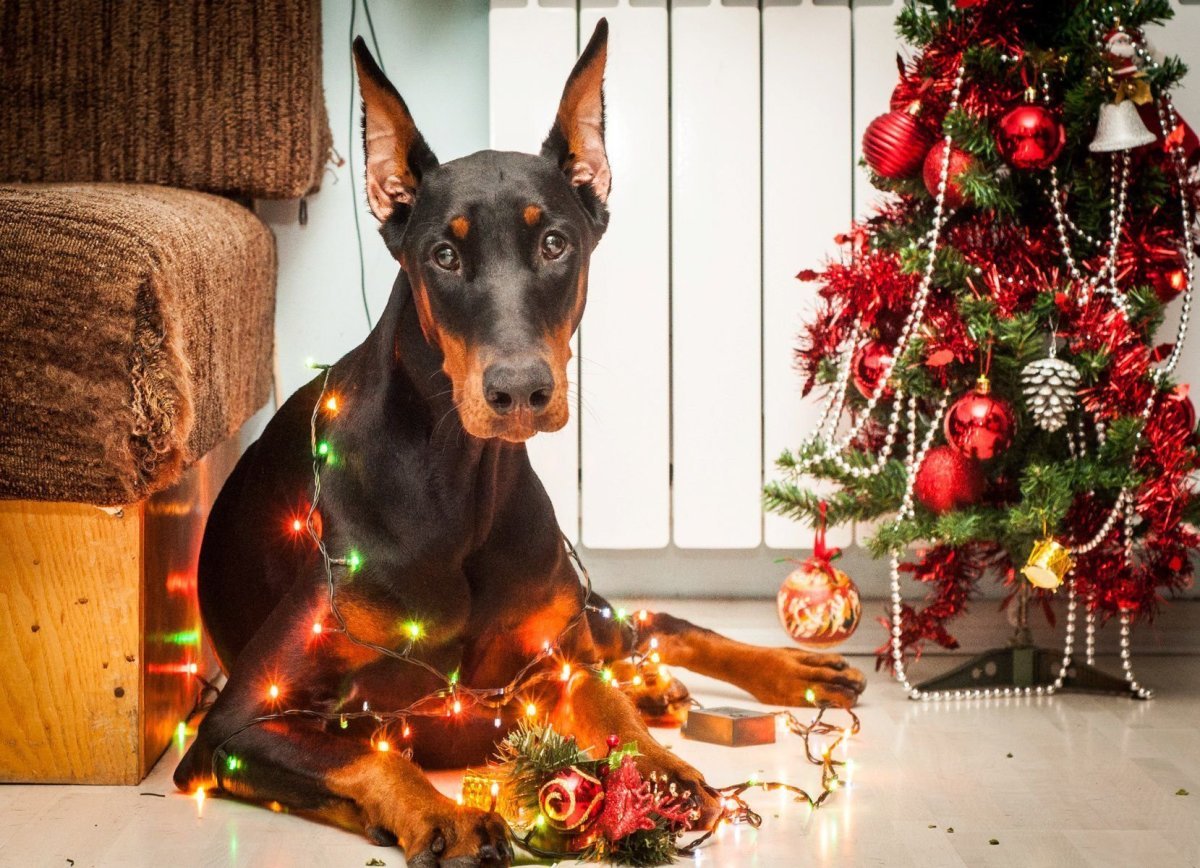 Доберман милый