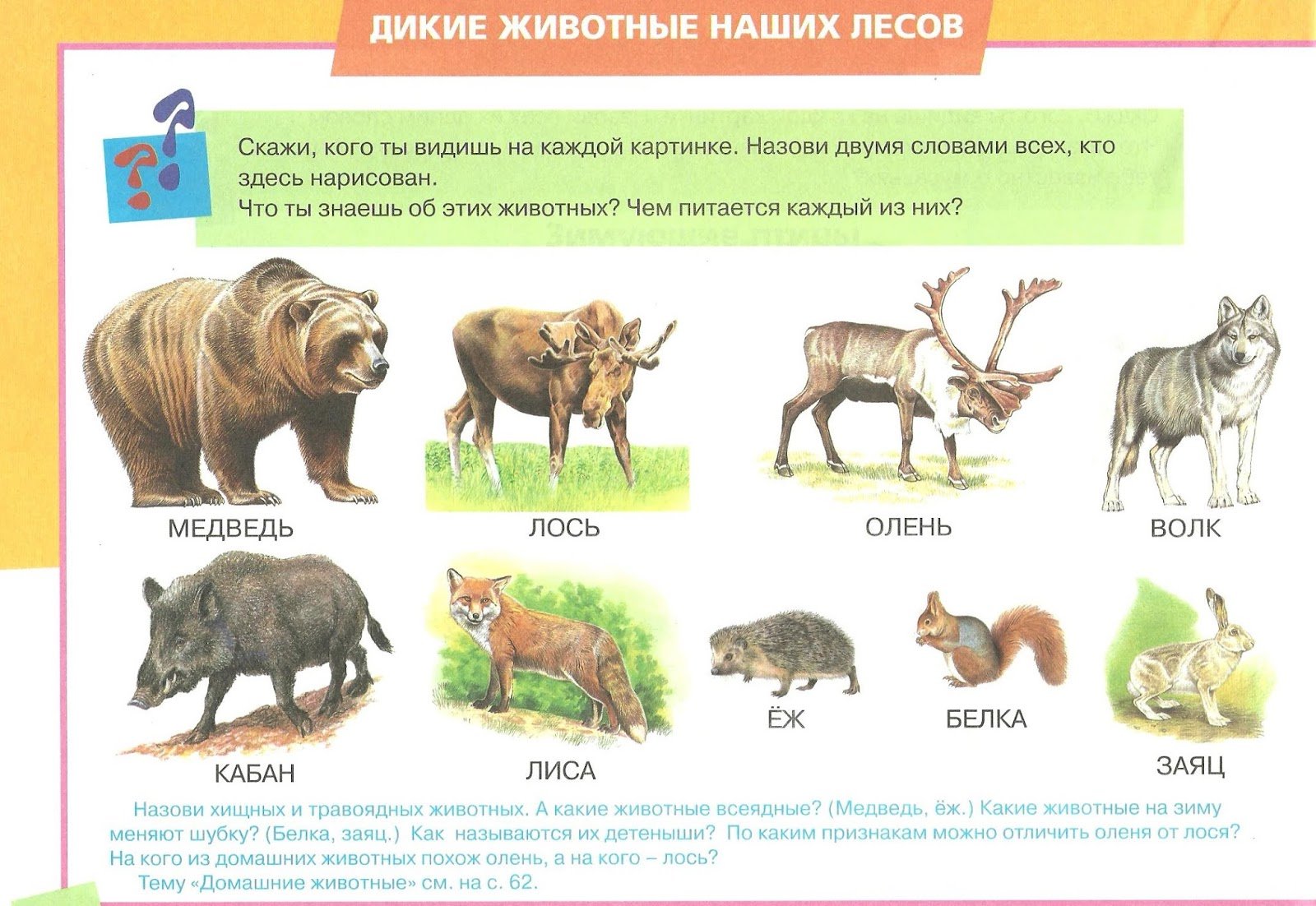 Привести пример животных каждой группы. Травоядные животные леса. Всеядные животные. Хищники и травоядные животные для детей. Примеры всеядных животных.