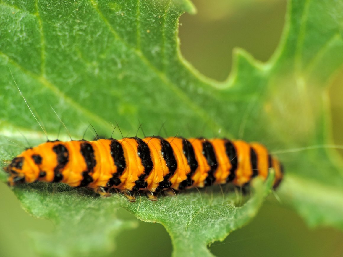 Бражник вьюнковый гусеница